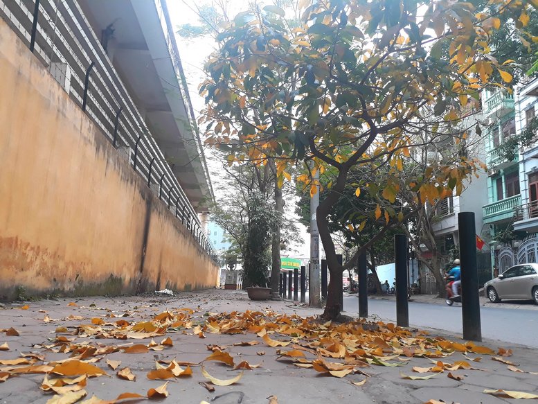 Dạo quanh phố phường Hà Nội từ Cầu Giấy, Phan Đình Phùng hay dọc con đường Kim Mã, Hồ Gươm những ngày này, sắc vàng của cây thay lá khiến lòng lắng lại giữa những nhịp thở của cuộc sống hối hả.