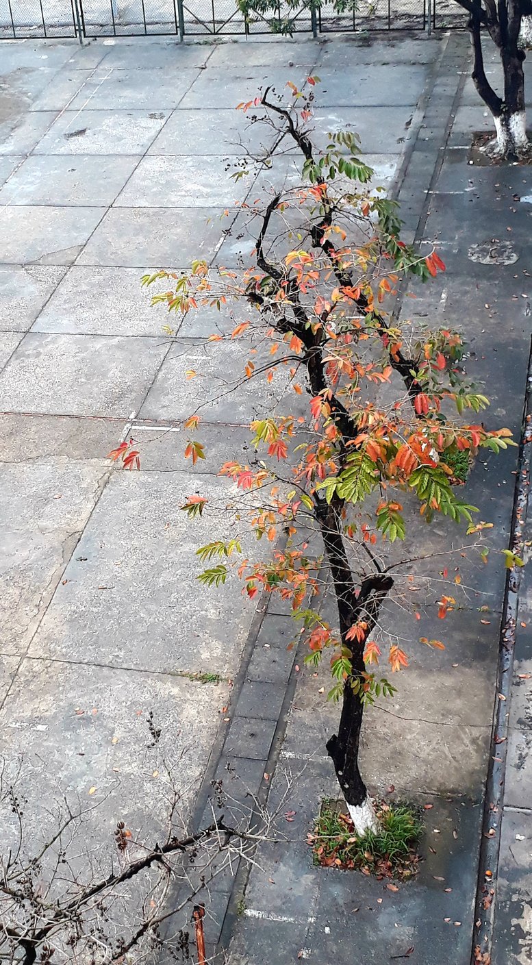 Vẻ thanh bình của mùa cây thay lá ở Hà Nội khiến nhiều người ví von là “mùa thu thứ 2”.