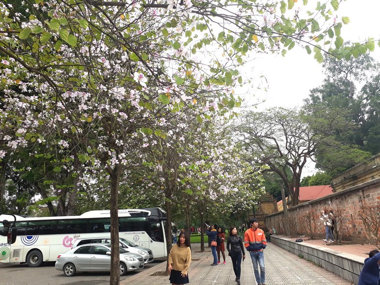 Hoa ban là loài hoa đặc trưng của vùng Tây Bắc, nhưng từ lâu loài hoa này đã được trồng rất nhiều trên các tuyến phố hay công viên tại Hà Nội.