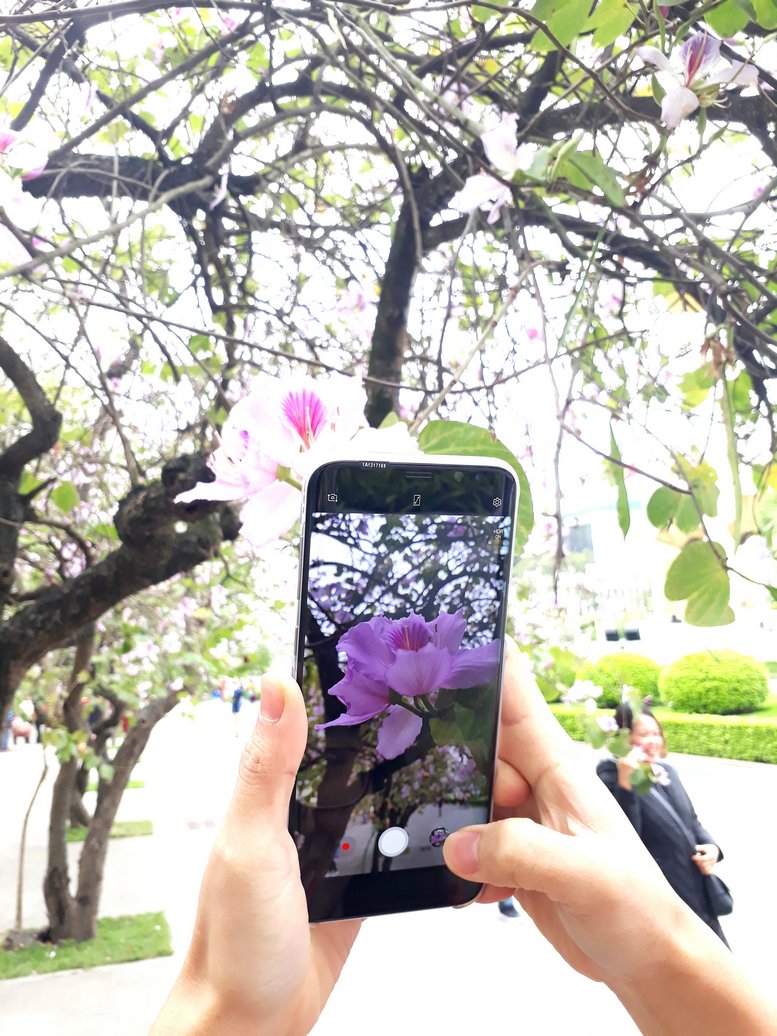 Nhiều du khách chọn những góc chụp đẹp nhất để lưu giữ khoảnh khắc bên loài hoa này.