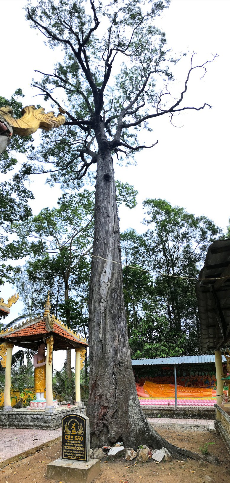 Cây sao nằm trong khuôn viên chùa Ba Phố có tuổi thọ lên đến 419 năm tuổi. Cây cao trên 55m, chu vi tán phủ trên 500m2, đường kính gốc trên 2m.