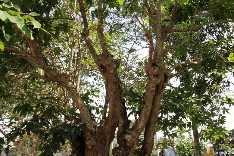 Từ thân cây có nhiều ngọn mọc lên tạo thành tán cây có đường kính khoảng 8m.