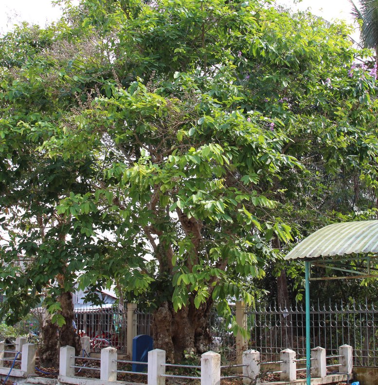 Tàng cây càng ngày càng lớn che mát cả khuôn viên UBND xã Mỹ Lộc.