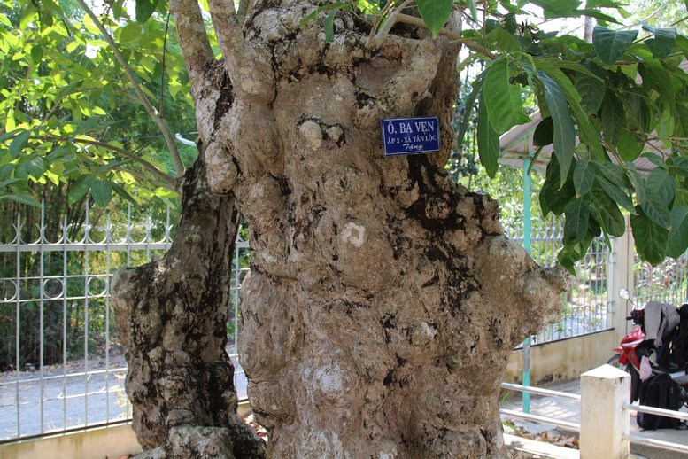 Người hiến tặng cây bằng lăng này là ông Lê Văn Vẹn (ấp 2, xã Tân Lộc- Tam Bình)