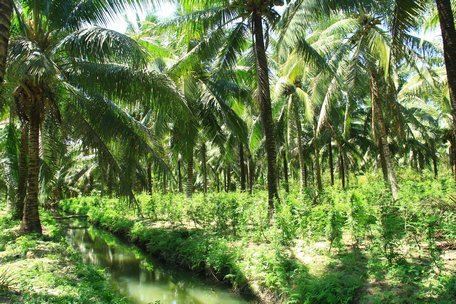 Người dân Bến Tre chủ động trữ ngọt, giữ cỏ chân vườn dừa trong mùa hạn mặn.
