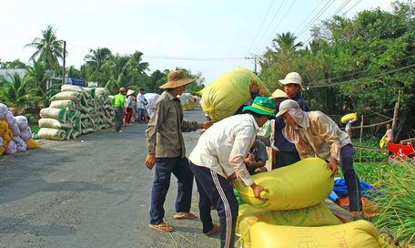 Doanh nghiệp mua lúa với giá đã ký hợp đồng với người dân.