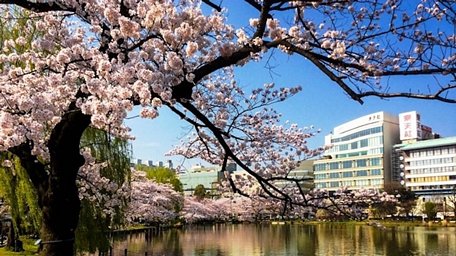  Bức ảnh Hoa anh đào nở rộ bên hồ nước tại Tokyo (Nhật Bản) được giới thiệu trong tập sách ảnh 