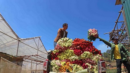  Hoa hồng được chuyển lên xe ôtô bán tải - phương tiện được mua nhờ nguồn thu nhập từ trồng hoa của nhiều hộ gia đình trong thị trấn Lạc Dương hiện nay. (Ảnh: Nguyễn Dũng/TTXVN)