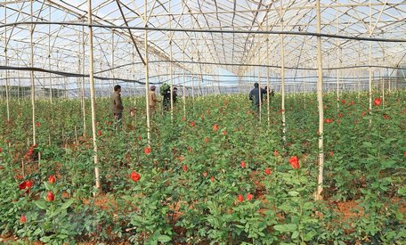 Một vườn hoa hồng trồng trong nhà kính công nghệ cao của người dân ở thị trấn Lạc Dương (huyện Lạc Dương). (Ảnh: Nguyễn Dũng/TTXVN)