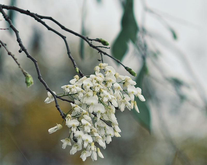Màu trắng trong lành của hoa sưa quyện vào không gian, tạo nên một bức tranh thiên nhiên hòa hợp mà dung dị.