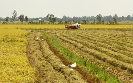 ĐBSCL đang vào vụ thu hoạch lúa Đông Xuân.