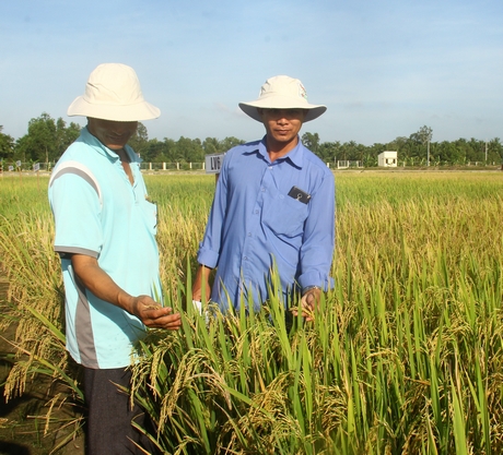 Để phát triển bền vững, ngành hàng lúa gạo phải liên kết, phát triển cánh đồng mẫu lớn tạo ra chuỗi giá trị.