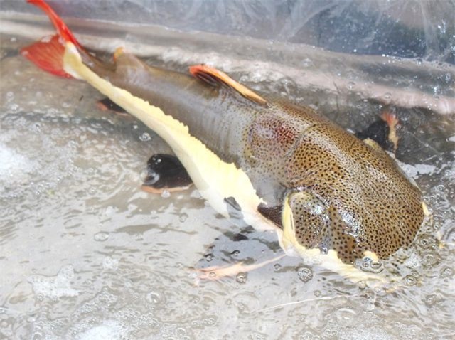 Đây được cho là cá trê đuôi đỏ khá quý hiếm.