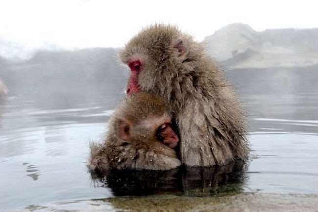 Đôi khỉ tuyết đang cùng nhau tắm suối nước nóng ở Jigokudani, Nhật Bản.