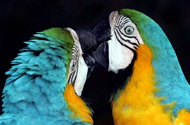 Đôi vẹt đuôi dài ở Coche, Venezuela. Bạn đoán con mở mắt này là đực hay cái?