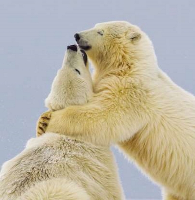 Tình yêu đôi khi chỉ là một cái ôm như đôi gấu trắng Bắc cực ở Alaska này.