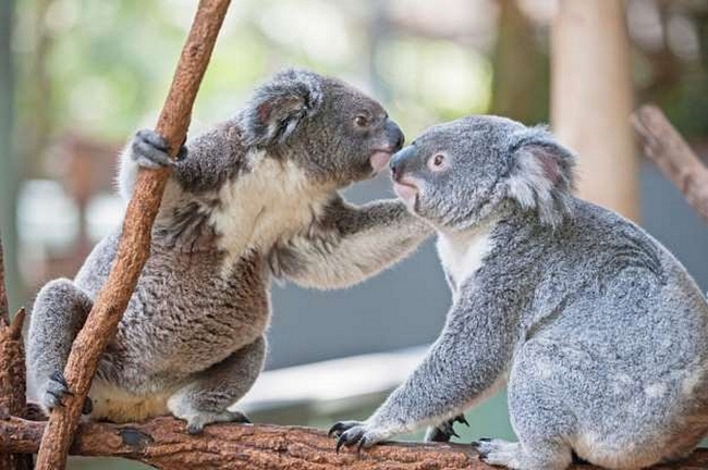 Đôi gấu koala này lại có cách thể hiện tình cảm cực ngầu.
