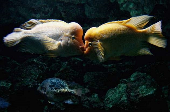Bạn đã bao giờ bắt gặp một đôi cá đang hôn nhau như thế này chưa?