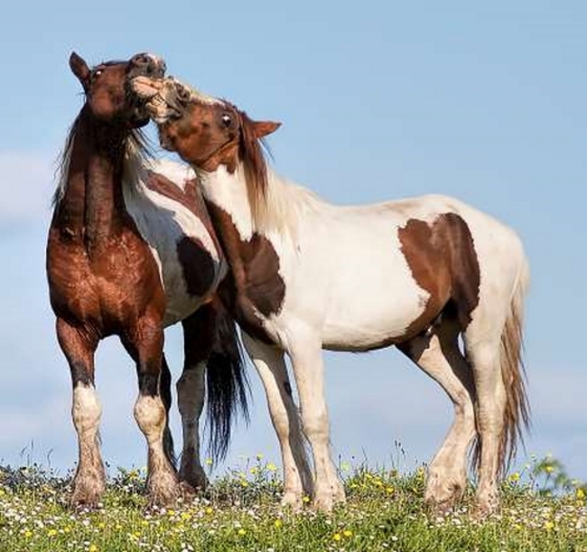 Đôi ngựa phóng khoáng trên thảo nguyên.