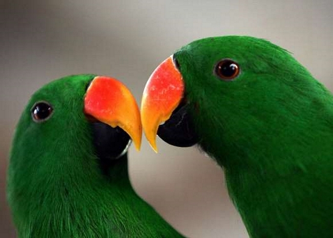 Đôi vẹt thể hiện tình cảm bằng cách cọ mỏ vào nhau.