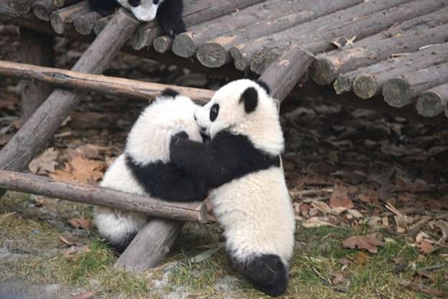 Hai chú gấu trúc ôm nhau chơi đùa ở khu nghiên cứu Thành Đô, Tứ Xuyên, Trung Quốc.