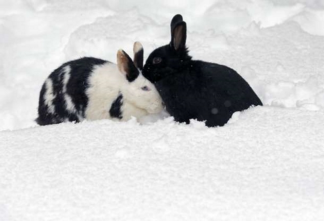 Đôi thỏ này có lẽ đang sưởi ấm cho nhau dưới trời tuyết lạnh ở Marlow, Đức./.