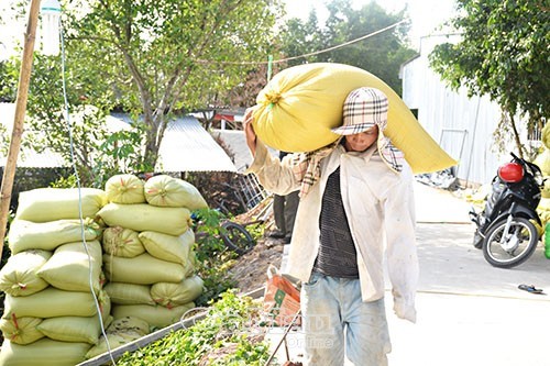 Chợ lúa Khánh Bình cũng đã giải quyết được công việc cho hàng trăm lao động nhàn rỗi ở nông thôn tăng thêm thu nhập từ nghề bốc vác.