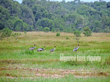  Gia đình sếu đầu đỏ bay về Vườn Quốc gia Tràm Chim tìm thức ăn