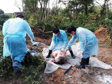 Cơ quan chức năng tiến hành tiêu hủy đàn heo bị dịch tả heo châu Phi ở Thừa Thiên - Huế - Ảnh: CÔNG BẰNG