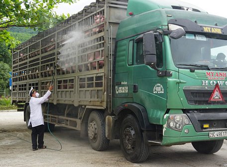 Cán bộ Trạm kiểm dịch động vật Kim Liên thực hiện phun chế phẩm tiêu độc, khử trùng cho xe chở heo từ Bắc vào Nam - Ảnh: BÙI TOÀN
