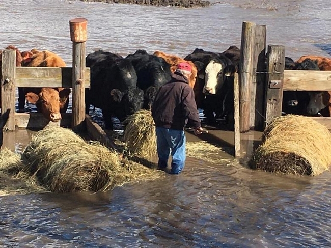 Theo cơ quan phụ trách nông trại bang Nebraska, thiệt hại do lũ lụt đối với nông nghiệp và chăn nuôi gia súc ở riêng bang này có thể lên tới 1 tỷ USD.