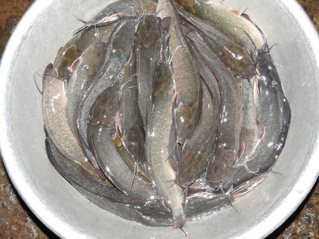 Các loại tôm, cá đồng như: tôm lóng, cá he, mè vinh, các éc, trê trắng... được bán rất nhiều tại chợ Tân Thành.