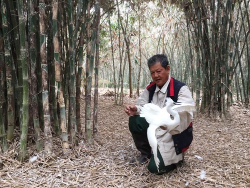 Ông Lê Thanh Nghĩa chăm sóc chim trời trong vườn tre của mình