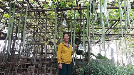      Bà Gái cho biết, năm 2018, người thân của bà sang Thái Lan, kiếm được giống mướp quý nên đem về cho bà hai hạt. Sau khi trồng, cây mướp phát triển tốt, hai tháng đã ra quả chi chít. Ảnh: Ngọc Vũ     