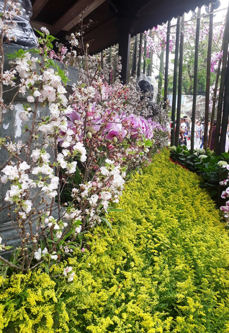 Theo ban tổ chức, số lượng hoa anh đào năm nay nhiều gần gấp đôi năm ngoái đã phần nào làm không gian trưng bày thêm rực rỡ, sống động và hấp dẫn hơn.