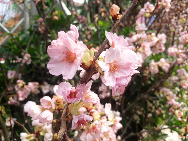Hoa anh đào Nhật Bản mang sang Hà Nội chủ yếu giống có màu trắng, hồng.