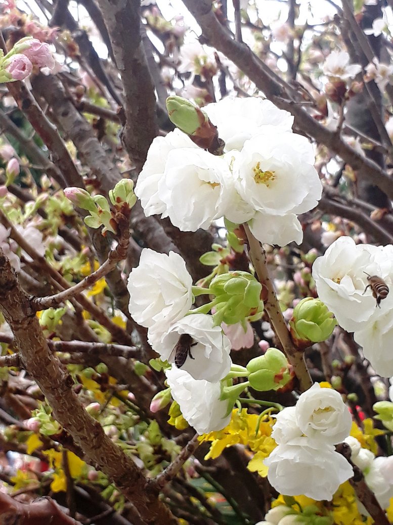 Hoa anh đào Nhật Bản mang sang Hà Nội chủ yếu giống có màu trắng, hồng.
