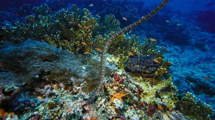 Rắn biển Belcher. Một trong những loài rắn độc nhất trên thế giới, vết cắn của loài rắn biển này có thể giết chết một người trong vòng chưa đầy 30 phút. Tuy nhiên, may thay, nó lại tương đối “hiền” và thường không tấn công trừ khi bị khiêu khích. Loài rắn này có thể được tìm thấy gần các rạn san hô ở Ấn Độ Dương hoặc các vùng biển ngoài khơi Thái Lan và Philippines.