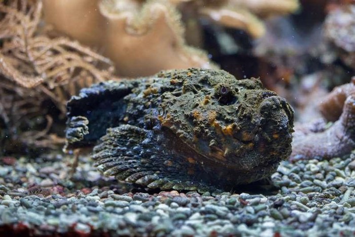 Cá đá, được xem là một trong những loài cá độc nhất trên thế giới. Chúng sống ở vùng nước nông ven biển Australia. Chúng thường nằm bất động hoặc chôn nửa người để hấp dẫn con mồi. Nọc độc của chúng có thể dẫn tới suy giảm hệ cơ, liệt tạm thời và tử vong nếu không được điều trị.