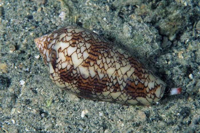 Hẳn bạn sẽ nghĩ ốc sên không phải loài sinh vật có độc, nhưng ốc sên nón, còn có tên gọi là ốc sên xì gà, thì có. Sống ở các rạn san hô ở vùng biển Ấn Độ-Thái Bình dương, nọc độc của chúng có chứa conotoxin và hiện chưa có thuốc kháng loại độc này.