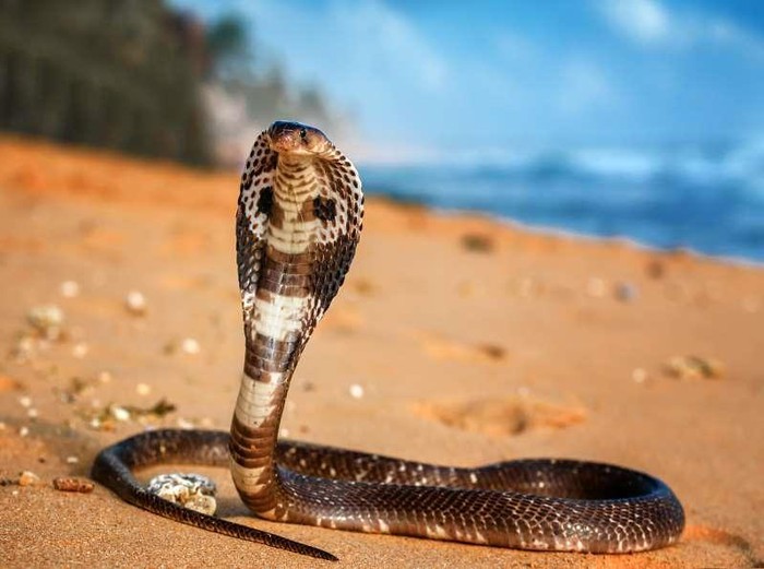 Rắn hổ mang chúa. Đây được cho là loài rắn độc dài nhất trên thế giới. Chỉ 1 con hổ mamg chúa có thể giết được khoảng 20 người hoặc 1 con voi chỉ trong vài giờ. Nó có thể dài tới 5 mét và thường được tìm thấy ở Nam Á và Đông Nam Á.