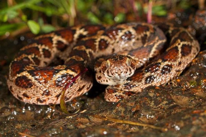 Rắn Carpet viper ở Ấn Độ và Trung Á. Nọc độc của rắn Carpet viper phát tác chậm hơn so với các loài rắn khác nhưng có thể gây mất tiếng nếu không được điều trị.