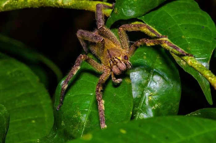 Nhện lang thang Brazil. Loài nhện này từng được ghi vào sách kỷ lục Guinness là loài động vật độc nhất thế giới. Một sinh vật nguy hiểm và hung hăng, thậm chí một giọt nọc độc rơi ra cũng có thể gây tử vong cho con người.
