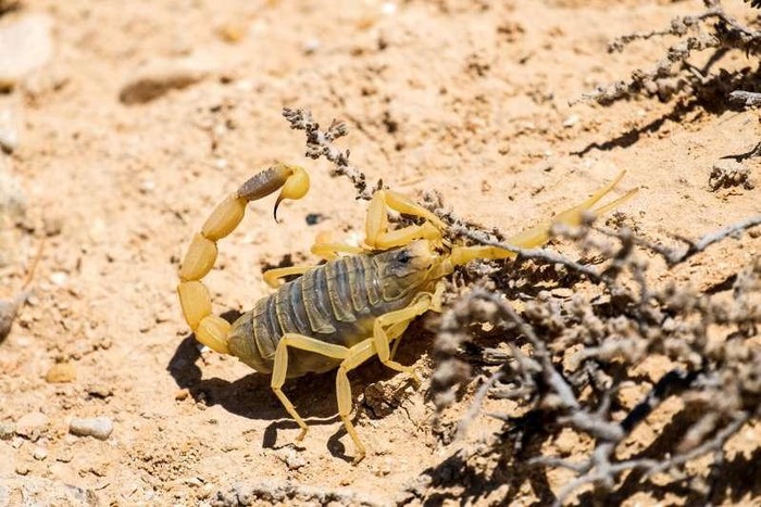 Bọ cạp Deathstalker – thần chết sa mạc ở Bắc Phi và Trung Đông. Người ta cho rằng, loài này gây ra tới hơn 75% số ca tử vong liên quan tới bọ cạp mỗi năm. Người lớn thường sẽ cảm thấy rất buốt ở chỗ bị chích, còn trẻ em có thể sẽ bị tê liệt.