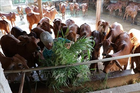  Chăn nuôi bò theo mô hình trang trại tại huyện Ba Tri. 