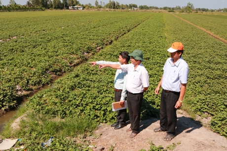 Khảo sát vệ sinh môi trường các ruộng khoai lang huyện Bình Tân.
