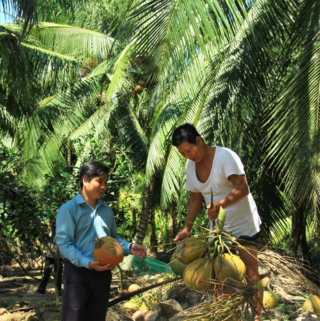 Chú Cam thu hoạch dừa trong đê bao riêng khép kín vườn nhà.
