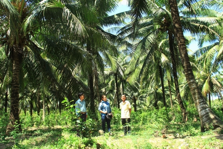 Chú Sáu giới thiệu vườn dừa hữu cơ với những giải pháp giữ cỏ chân vườn, trữ nước trong mương.