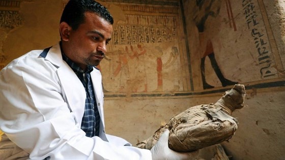 Một nhà khảo cổ kiểm tra một xác ướp chim ưng. Ảnh: REUTERS