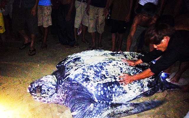 Con rùa da được cứu hộ ở xã Hải Khê, huyện Hải Lăng.
